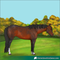 Horse Color:Brown Sabino 