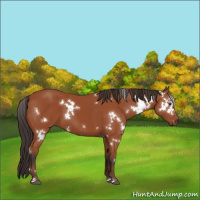 Horse Color:White Spotted Bay 
