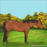 Horse Color:Bay 