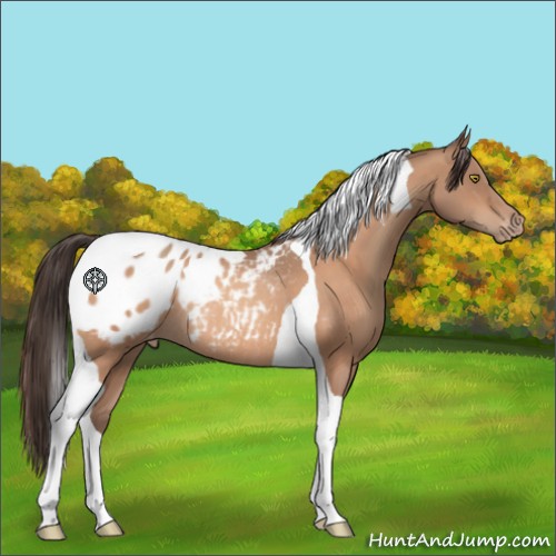 Horse Color:Sable Champagne Tobiano Blanket Rabicano 