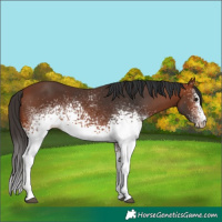 Horse Color:White Spotted Bay 