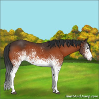 Horse Color:White Spotted Bay 