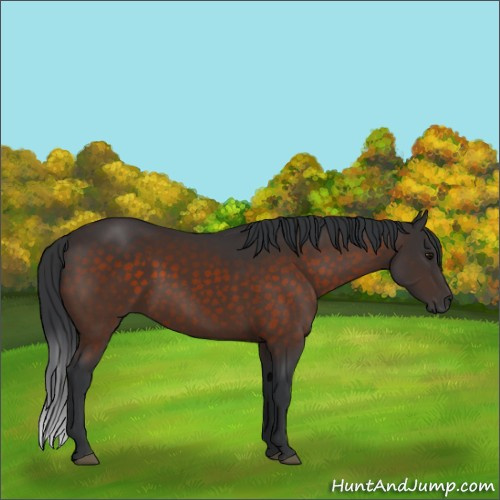 Horse Color:Brown Sabino