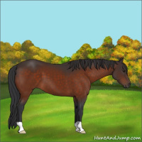 Horse Color:Brown 