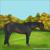 Horse Color:Brown Sabino