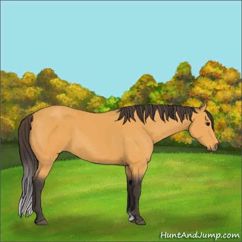 Horse Color:Buckskin Sabino 