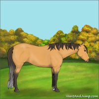 Horse Color:Buckskin Sabino