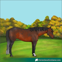 Horse Color:Brown 
