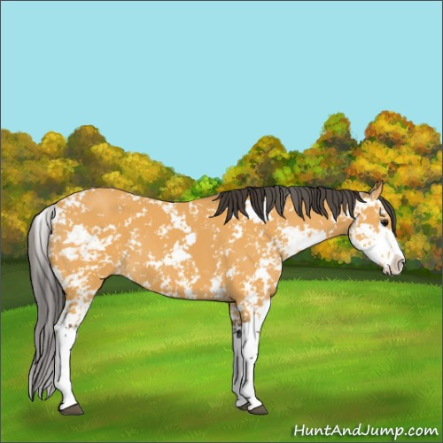 Horse Color:Buckskin Sabino
