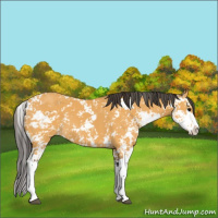 Horse Color:Buckskin Sabino 