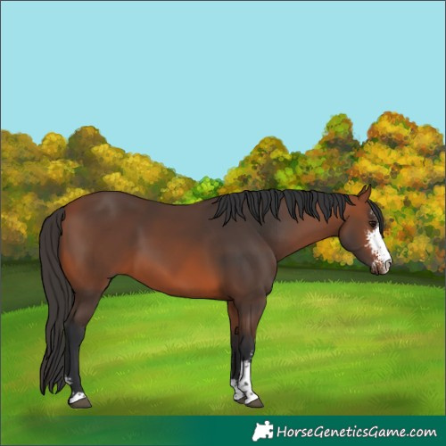 Horse Color:Bay Sabino