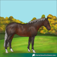 Horse Color:Silver Brown Rabicano 