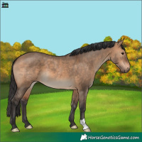 Horse Color:Brown Dun 