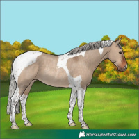 Horse Color:Silver Brown Dun Tobiano Rabicano