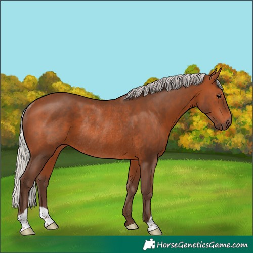 Horse Color:Silver Brown Rabicano