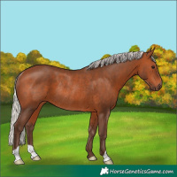 Horse Color:Silver Brown Rabicano 