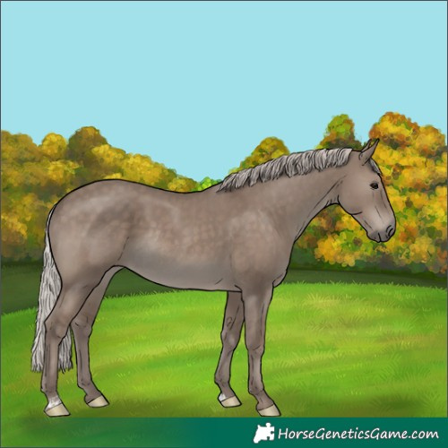 Horse Color:Silver Grullo Rabicano 
