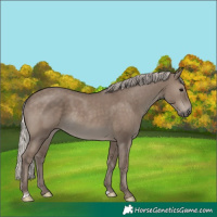Horse Color:Silver Grullo Rabicano