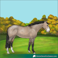 Horse Color:Brown Dun Sabino Rabicano
