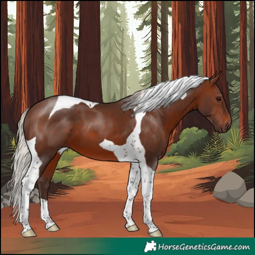 Horse Color:Silver Brown Tobiano 