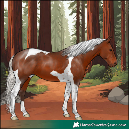 Horse Color:Silver Brown Tobiano 