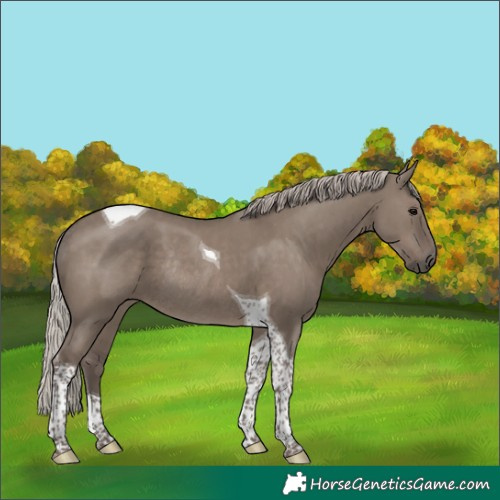 Horse Color:Silver Grullo Tobiano Rabicano 