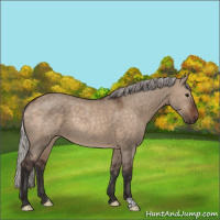Horse Color:Silver Brown Dun Rabicano