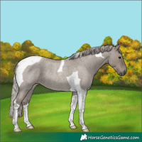 Horse Color:Silver Grullo Roan Tobiano Rabicano