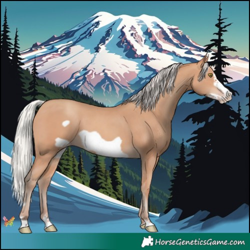 Horse Color:Silver Amber Champagne Frame 