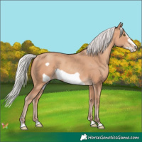 Horse Color:Silver Amber Champagne Frame