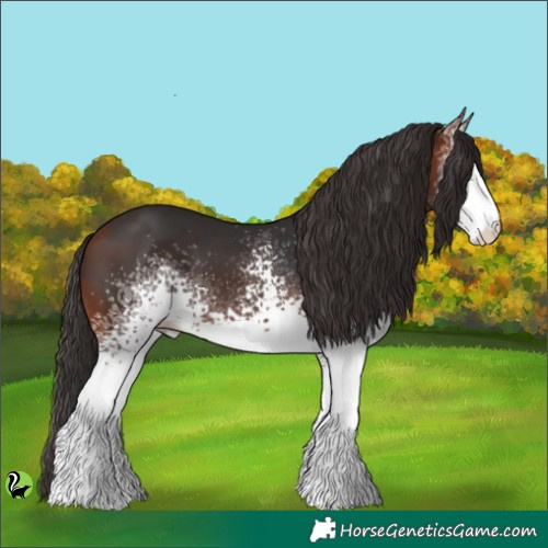 Horse Color:White Spotted Bay 