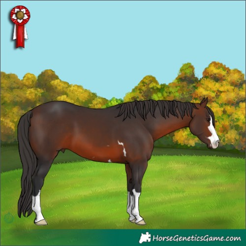 Horse Color:Brown 