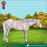 Horse Color:Silver Brown Appaloosa 