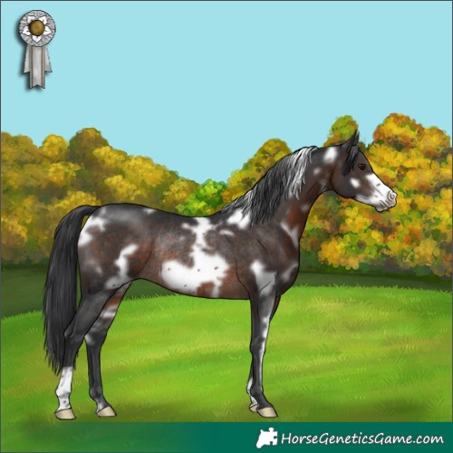 Horse Color:White Spotted Brown Frame Rabicano 