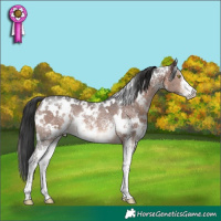 Horse Color:White Spotted Brown Sabino Rabicano 
