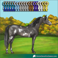 Horse Color:White Spotted Black Frame Rabicano 