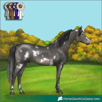 Horse Color:White Spotted Black Frame Rabicano 