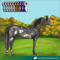 Horse Color:White Spotted Black Frame Rabicano 