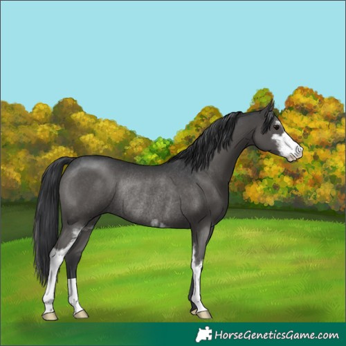 Horse Color:Grullo Sabino Rabicano 