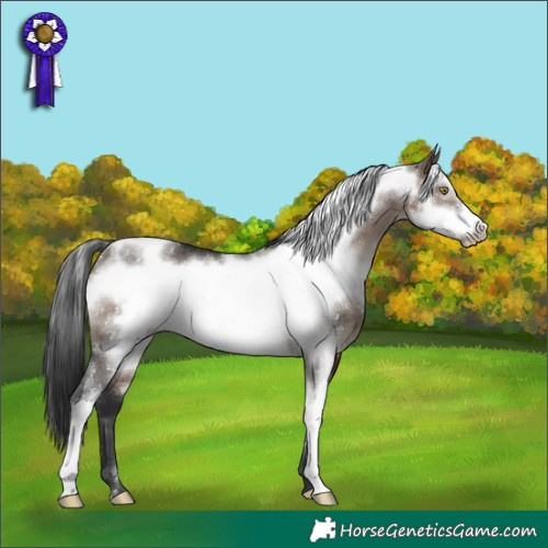 Horse Color:White Spotted Brown Dun Sabino Frame Rabicano 