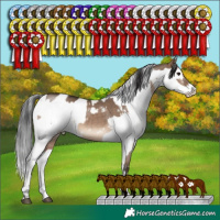Horse Color:White Spotted Brown Dun Rabicano and White Spotted Black Splash Frame Rabicano