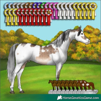 Horse Color:White Spotted Brown Dun Rabicano  and White Spotted Black Splash Frame Rabicano 