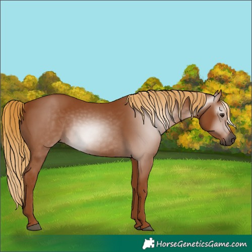 Horse Color:Gray Chestnut