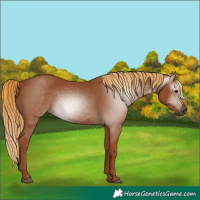 Horse Color:Gray Chestnut 