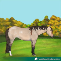 Horse Color:Bay Dun 