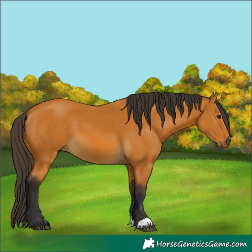 Horse Color:Buckskin