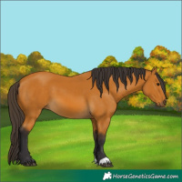 Horse Color:Buckskin 