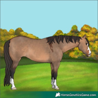 Horse Color:Bay Dun 