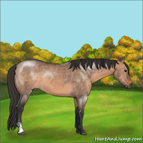 Horse Color:Brown Dun Sabino 