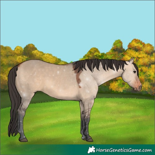 Horse Color:Bay Dun